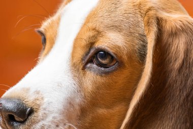 Dost av köpeği uzağa bakıyor