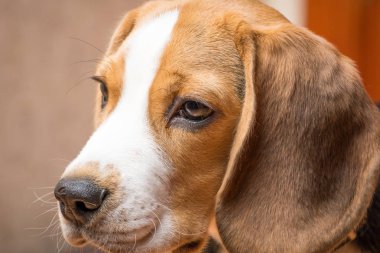 Dost av köpeği uzağa bakıyor