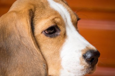 Büyük kulaklı güzel kırmızı köpek portresi