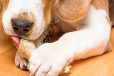 Küçük av köpeği pençesiyle tutan bir kemiği kemiriyor.