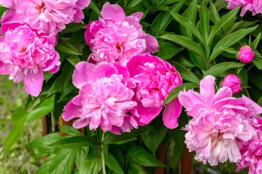 Güneşli günde Park'ta güzel doğa çiçekleri.