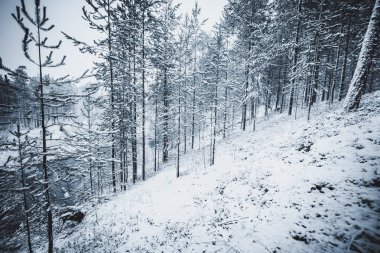 Peri kış ormanı peyzaj.