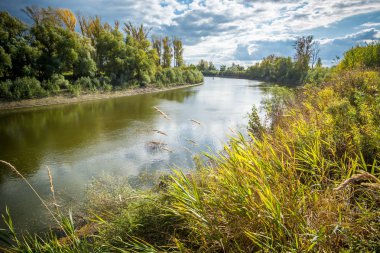 Sibirya 'da Taiga Nehri.