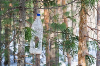 İlkbahar sabahı çam ağacında şişeden kesilen kuş ve sincapları beslemek için yalnız beslenme çukuru.