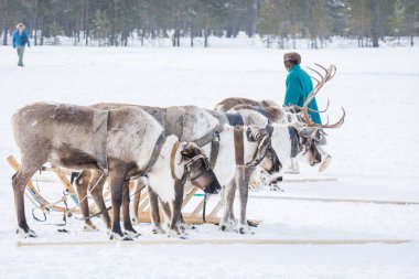 Russkinskaya, Rusya - 24 Mart 2018: Kışın beyaz karda sürüş yarışmaları için deri koşum ve ahşap kızak ile güzel bir legeyik. Reindeer çobanTatil.