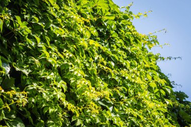 Mavi gökyüzüne karşı yeşil yaprakların büyük duvar