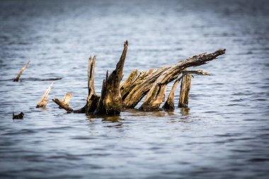 Suda kurutulmuş kök.