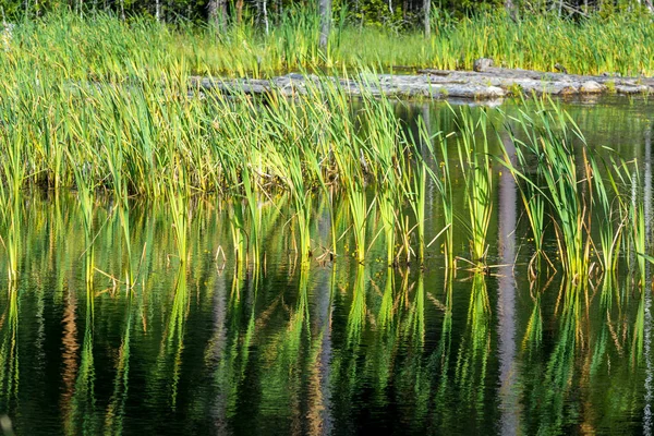 Hermosa Hierba Verde Lago Día Soleado —  Fotos de Stock