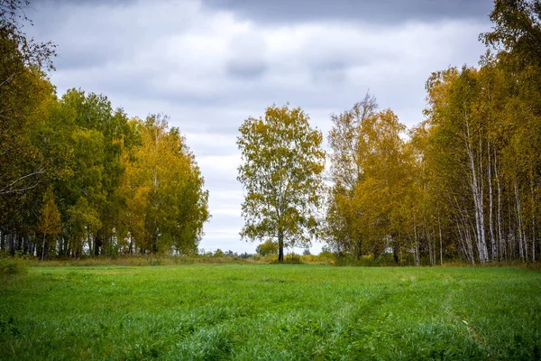 Kilátás Gyönyörű Zöld Fák — Stock Fotó