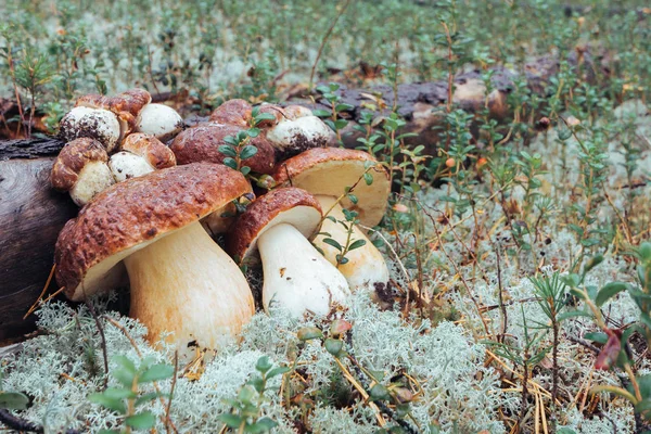 Forest vit svamp i skogen på vit mossa nära fallen Pine. — Stockfoto
