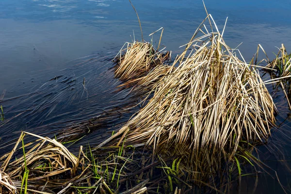 Herbe Inondée Dans Lac — Photo