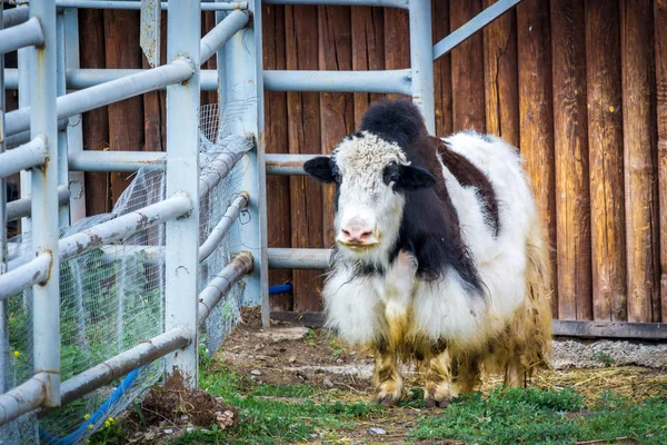 Animal grande Yak en un zoológico — Foto de Stock