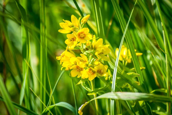 Smukke Natur Blomster Parken Solrig Dag - Stock-foto