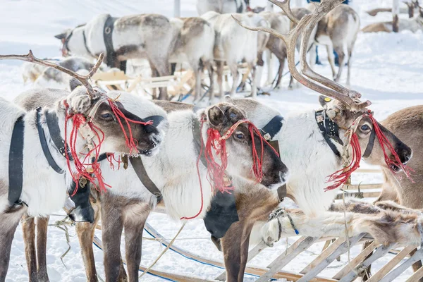 Dorosły jelenie w obozie zimowym na Syberii. — Zdjęcie stockowe