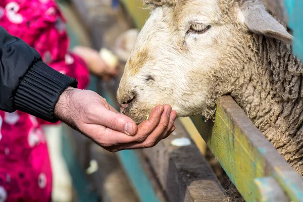 Sheep eating from the hands of food.