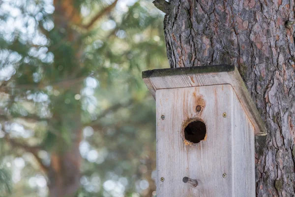 鳥への餌やりのための木の餌やりは春の朝に松の木に殴られる. — ストック写真