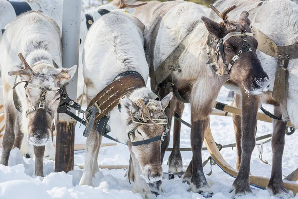 Sömnig renar i läder sele i vinterläger i Sibirien. — Stockfoto