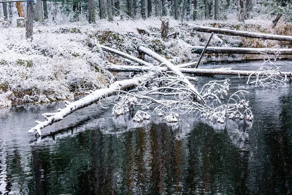 Fiume Flusso Invernale Foresta Trova Colpisce Rive Della Taiga Siberiana — Foto Stock