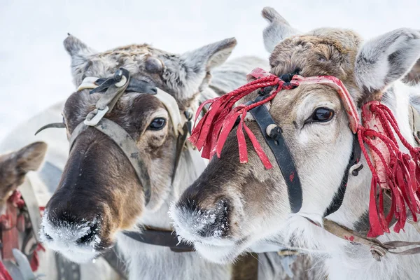 Sibiriska renar med snöiga näsor på vinterläger. — Stockfoto