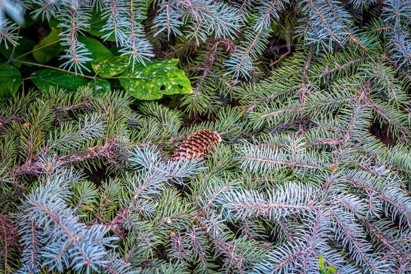 Ladin dalları üzerinde yatan çam konisi — Stok fotoğraf