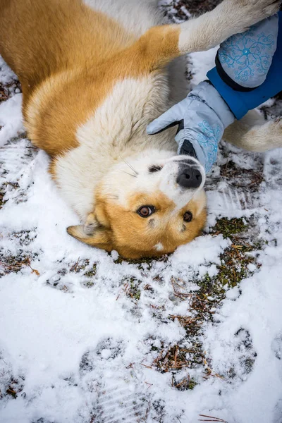 Руде Полювання Собаку Зимовому Лісі — стокове фото