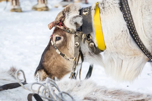 Renas com chifres sangrentos e um arnês na cabeça dobraram a cabeça em um acampamento siberiano no inverno . — Fotografia de Stock