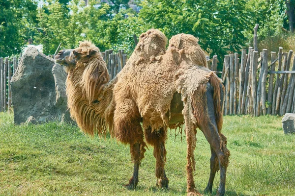 Dwa Wielbłąda Zoo Obrane Linienia — Zdjęcie stockowe