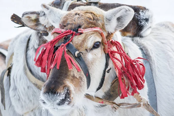 Noble reindeer in red harness on his head in winter camp of Siberia.