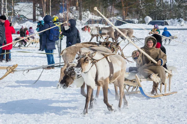 Russkinskaya, Rosja-24 marzec 2018: renifer ze skórzanym szelkiem napędza mężczyznę z kijem na drewnianych sankach w śniegu. Konkurs na jelenie jeździeckie. Święto Pasterza reniferów. — Zdjęcie stockowe