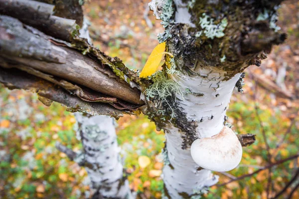Белый грибок чаги растет на березовом стволе в лесу . — стоковое фото