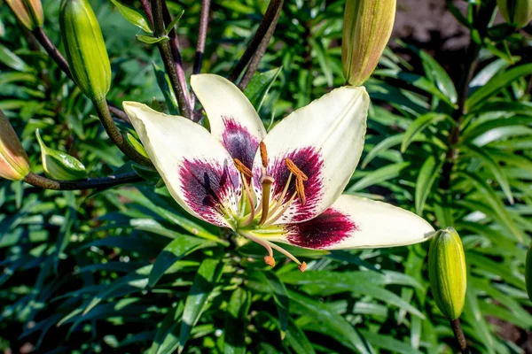 Bellissimi Fiori Della Natura Nel Parco Giorno Soleggiato — Foto Stock