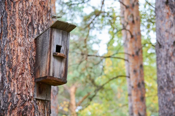 Fuglefrø av tre som henger på furutre i skog . – stockfoto