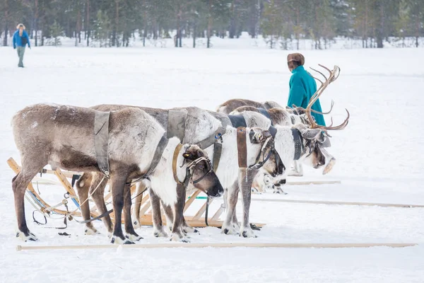俄罗斯罗斯金斯卡娅 - 2018年3月24日：美丽的驯鹿用皮革线束和木制雪橇在冬季白雪上驾驶。驯鹿牧民的假期. — 图库照片