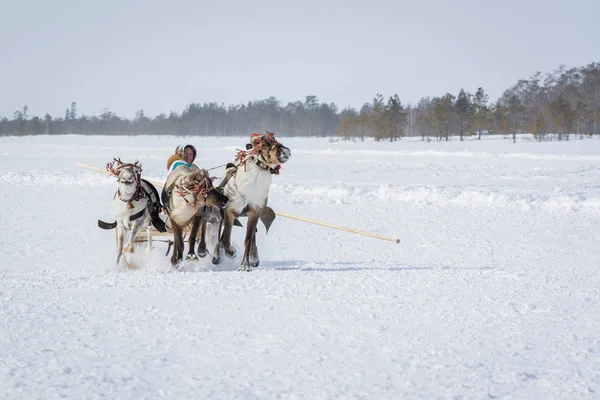 Russkinskaya, Russie - 24 mars 2018 : De puissants rennes avec harnais en cuir conduisent une femme Khanty avec un bâton sur des traîneaux en bois dans la neige. Compétition pour monter un cerf. Vacances des rennes elle — Photo