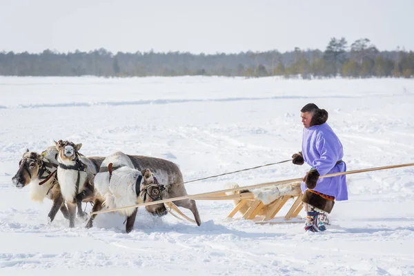 Russkinskaya, Rusya - 24 Mart 2018: Kuzey deki ulusal giyim kıyafetli Hanlık, dizginleri bir ip ve tahta bir sopayla sakinleştirmiş. Reindeer binicilik festivali