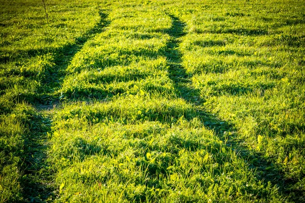 Tire Tracks Green Field — Stock Photo, Image