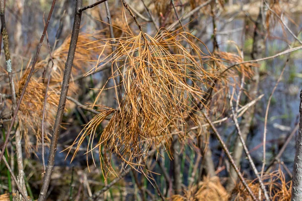 Close Dry Cedar Branch — Stock Photo, Image