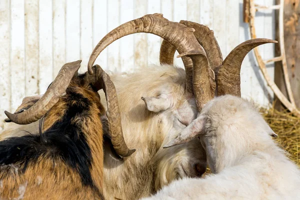 White Goat With Horns And Beard Close Up图库照片 免版税white Goat With Horns And Beard Close Up图片 Depositphotos