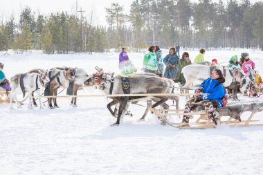 Russkinskaya, Rusya - 24 Mart 2018: Karda ahşap kızaklar üzerinde deri koşum sürücü hanty adam ile güzel bir legeyik. Bir geyiğin binme yarışması. Reindeer çobanTatil