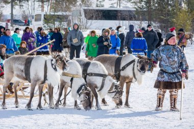 Russkinskaya, Rusya - 24 Mart 2018: Reindeer li ulusal kuzey giyimli bir Sibiryalı yarışa hazırlanıyor. Bir geyiğin bindiği yarışmalar. Reindeer çobanTatil.