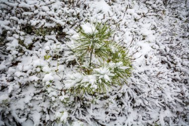 Peri kış ormanı peyzaj.