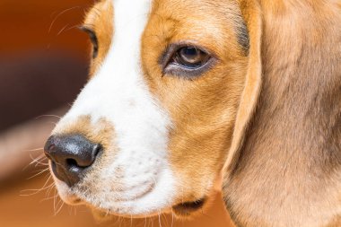 Küçük bir dost köpek profilinde Portre