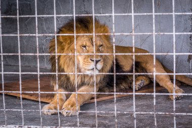 Hayvanat bahçesinde parmaklıklar arkasında hayvanların kralı aslan