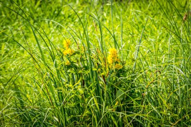 Güneşli günde Park'ta güzel doğa çiçekleri.