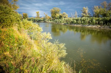 Sibirya 'da Taiga Nehri.