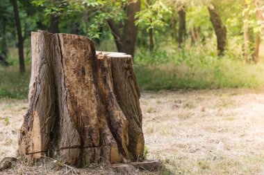 Güneş ışınları altında yeşil ormanda çim üzerinde testere kütüğü