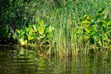 Güneşli bir günde gölde güzel yeşil çimenler.