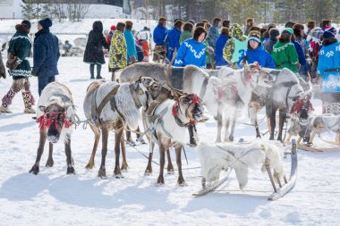 Russkinskaya, Russia - 24 March 2018: Taiga reindeer with leather harness and wooden sleds for competitions on driving near people. Holiday of the reindeer herder. clipart