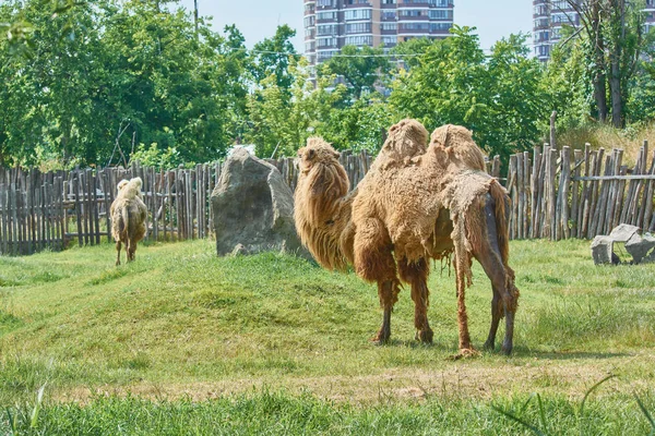 Dwa Wielbłąda Zoo Obrane Linienia — Zdjęcie stockowe