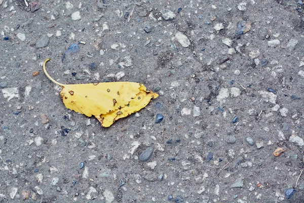 Жовтий Лист Лежить Асфальтній Дорозі — стокове фото